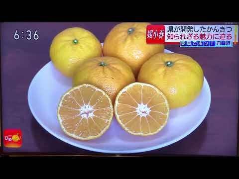 NHKひめポン！知られざるかんきつ「媛小春」の魅力に迫りますで、当社の初収穫が放送