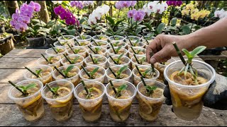 Unique and simple orchid propagation tips - Just with a few slices of lemon