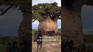 Look at the size of this Baobab tree 😮