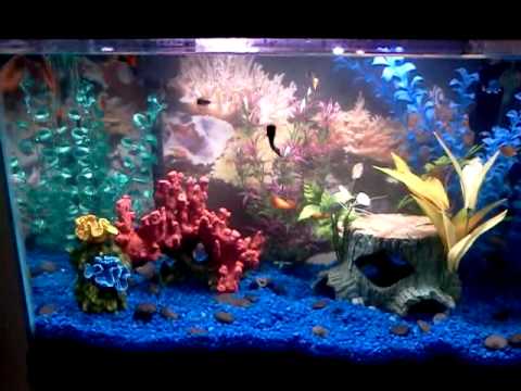 Fishies swimming in my aquarium