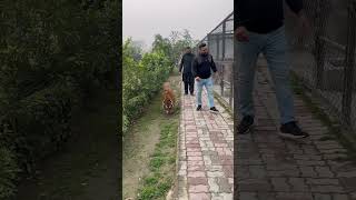 Tiger walk #MashaAllah #faiziwildlifefarm #fazysheikh #savewildlife #savethetigers