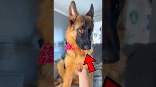 German Shepherds Charm 😍 Everyone Trust This Dogs 😍