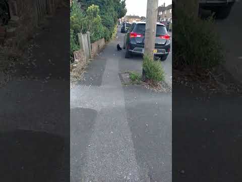 Cat Dramas on a dog walk 🤣🤣🤣 #lovedogs #lovecats #catdogfunny #catdogfriendship #catvideos