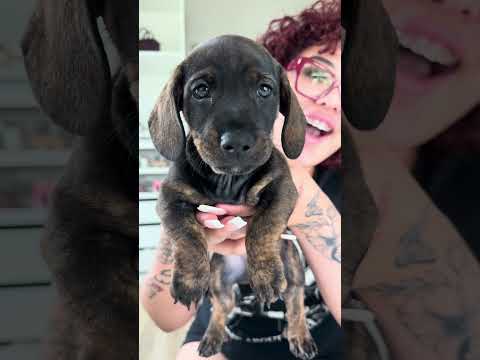 COME WITH ME TO GET A PUPPY!
