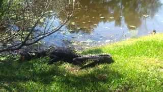 Alligator vs. Snapping Turtle at Lake Alice Gainesille, Fl University of Florida 10/2/13