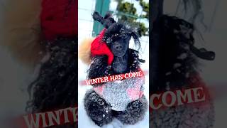 Snowy Shenanigans: Dogs Ditch Shoveling for Tag!  #SnowPlay #PetAdventures