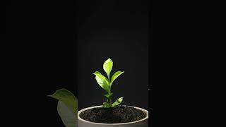 Growing Baobab Tree(Adansonia digitata) From Seed - 76 days Time Lapse