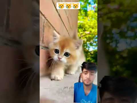 Cute cat find there mom. #ytshort #trending #kitten #catshort #viral