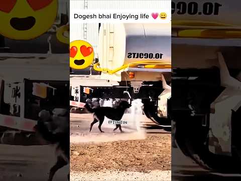 Dogs Living Their Best Life! 🐶✨ #shorts #relax #dogslife #dogshavingfun #dogs #youtubeshorts #viral