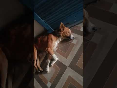 #sust#kukkur#dog