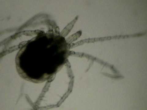 Water Mite