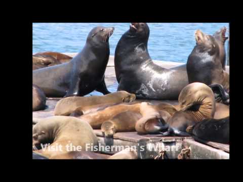 Best San Francisco , Sausalito and Muir Woods Combo Tour