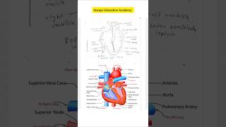 Structure of kidney and urine formation || complete topic answer||  #alwayseducationacadem #biology