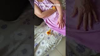 #nagising c Amo 🤩#Aido 🐥and Kiwi 🦜#shortvedio.