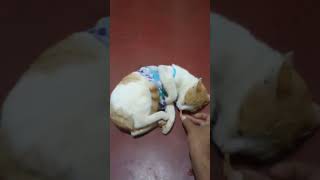 apoiii♥️😍😍♥️#shortvideos #catvideos