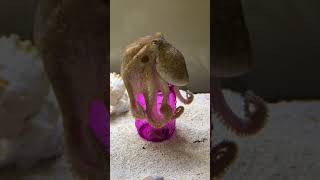 Can my octopus solve a jar puzzle?