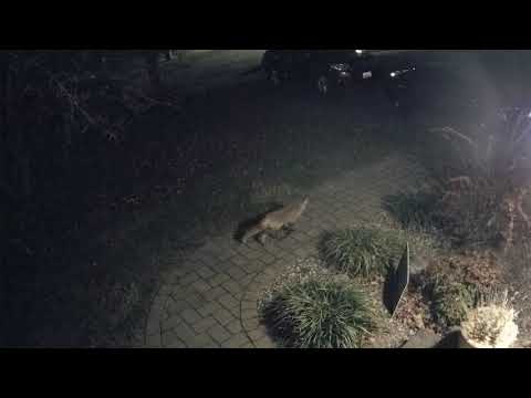 2021-11 - Fox Sitting Out Front