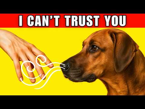 How Dogs Can Recognize a Bad Person (And Other Dog Incredible Abilities Explained)