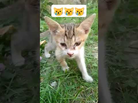 My cat is crying 😿😿😿 #cat #cryingcat #subscribe #cuteanimal #foryou #viralshort