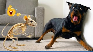 Try Not to Laugh! Hilarious Dogs & The Funniest Dog and Cat Videos of the Year 😂🐕