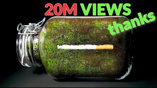 CIGARETTE IN SOIL - 1 YEAR Time Lapse [8K]