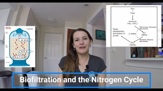 Water Quality in an Aquaculture System Part 2- Biofiltration and the Nitrogen Cycle