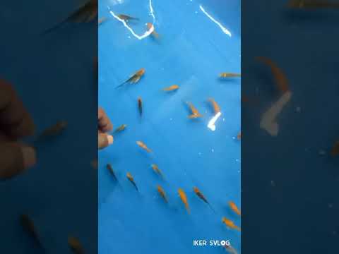 NEW AQUARIUM SHOPPING പൈസ വീശി എറിഞ്ഞു അടിപൊളി aquarium വാങ്ങി😎🔥#fish#love#kerala#accuarum#trip