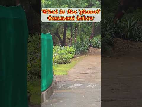 Peacock Chick Following Mom | Guess My Phone Camera? 🦚📱 #mobilecamera #guess