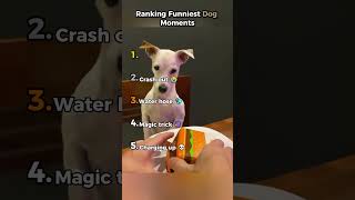Ranking Funniest Dog Moments 😂