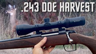 Tikka T3x .243 Takes Down Two Huge Does While Late Season Deer Hunting