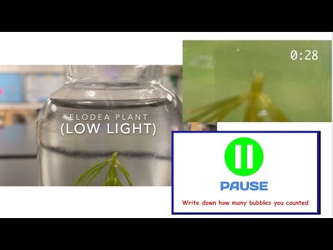 Count Bubbles - Elodea Plant in Low Light with a Timer, 1 Minute Pauses, and Background Music