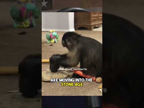 CLEVER ORANGUTAN FISHING WITH SPEAR - JOE ROGAN
