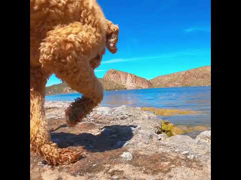 Canyon Lake Treat Hunt #arizona #views #explore #dogs