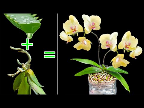 The method of reviving orchids using aloe vera is 100% successful