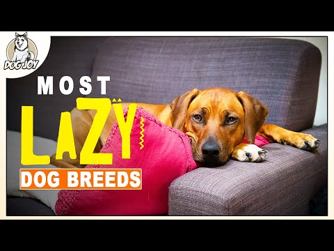 The Best Dogs for Laid-Back Lifestyles