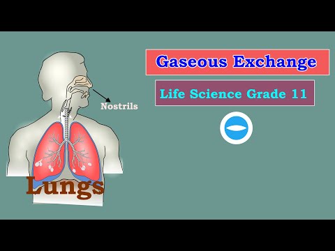 Gaseous Exchange grade 11 | Respiratory system | Parts and their functions | Life sciences