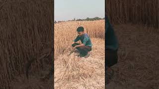 btech placement