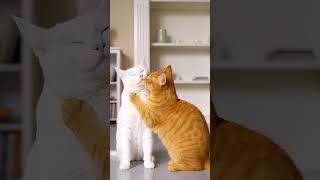 So Cute! 😻💕#shorts #catvideo #tuxedocat #orangetabby #cat