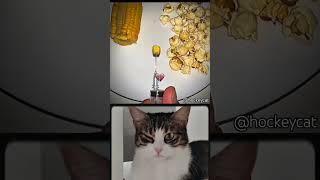 Cat Bombastic 💔 #funny #explore #memes #viral #catbombastic #bombastic #shorts #fyp #cat #cute