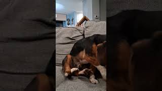 wiener