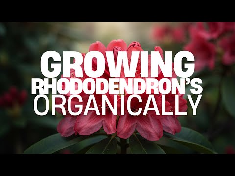 Feeding Rhododendrons Organically– Our 4-6-4 Secret for Huge Blooms
