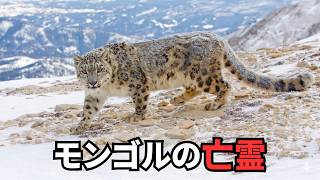 モンゴルの野生動物 | 地球最後の大自然に生きる驚異の動物たち