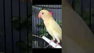 Creamino Lovebird #natureathome #bird #lovebirdmania