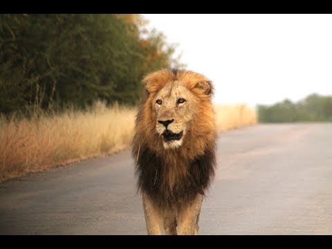 Kruger National Park South Africa 2019