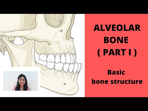 ALVEOLAR BONE ( Part I ) II Basic Structure Of Bone