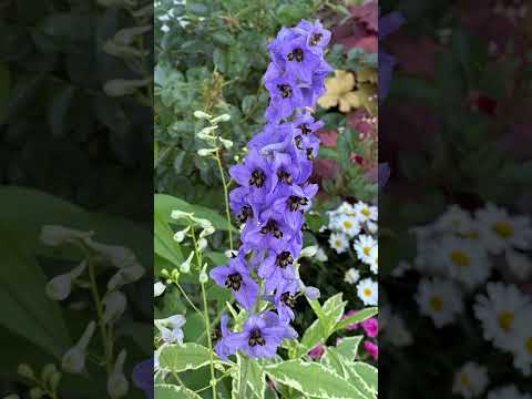 WANT A BEAUTIFUL GARDEN FOR 2025?!   #wintersowing #garden #gardentips #flowers