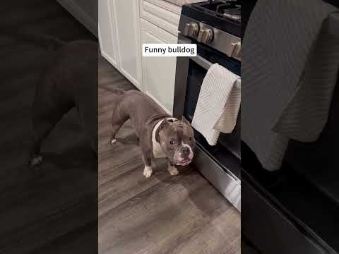 cute 🥰🤣#fyp #foryou #dog #dogs #dog