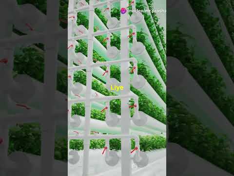 50 सेकंड में हाइड्रोपोनिक्स के 5 तेज़ तथ्य! 2024 #hydroponics #agrieducation #trending