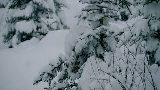 VJ Loops - Snow Falling Motion Graphics After Effect/Screensaver 4K/Wallpaper Engine/LED SCREEN