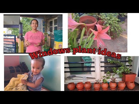 Windows new plant ideas || #shangavi #shangavigowda